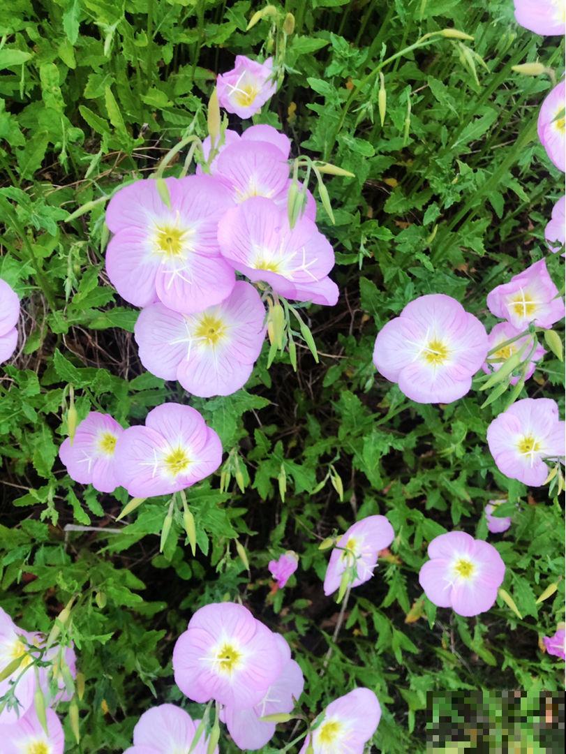 10种庭院花卉,种1次能活好多年,太超值了 10种庭院花卉,种1次能活好多年,太超值了