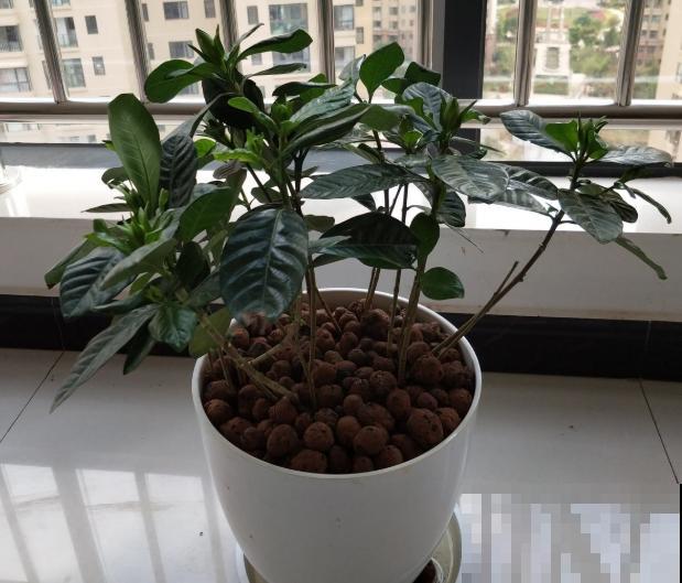 家里的花开一次,就再也不开了,赶紧施点“催花肥”! 家里的花开一次,就再也不开了,赶紧施点“催花肥”!