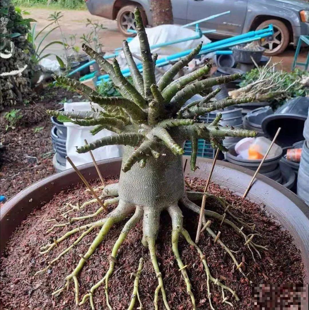 吊兰就用小盆养，根系拽一拽，立马变老桩！