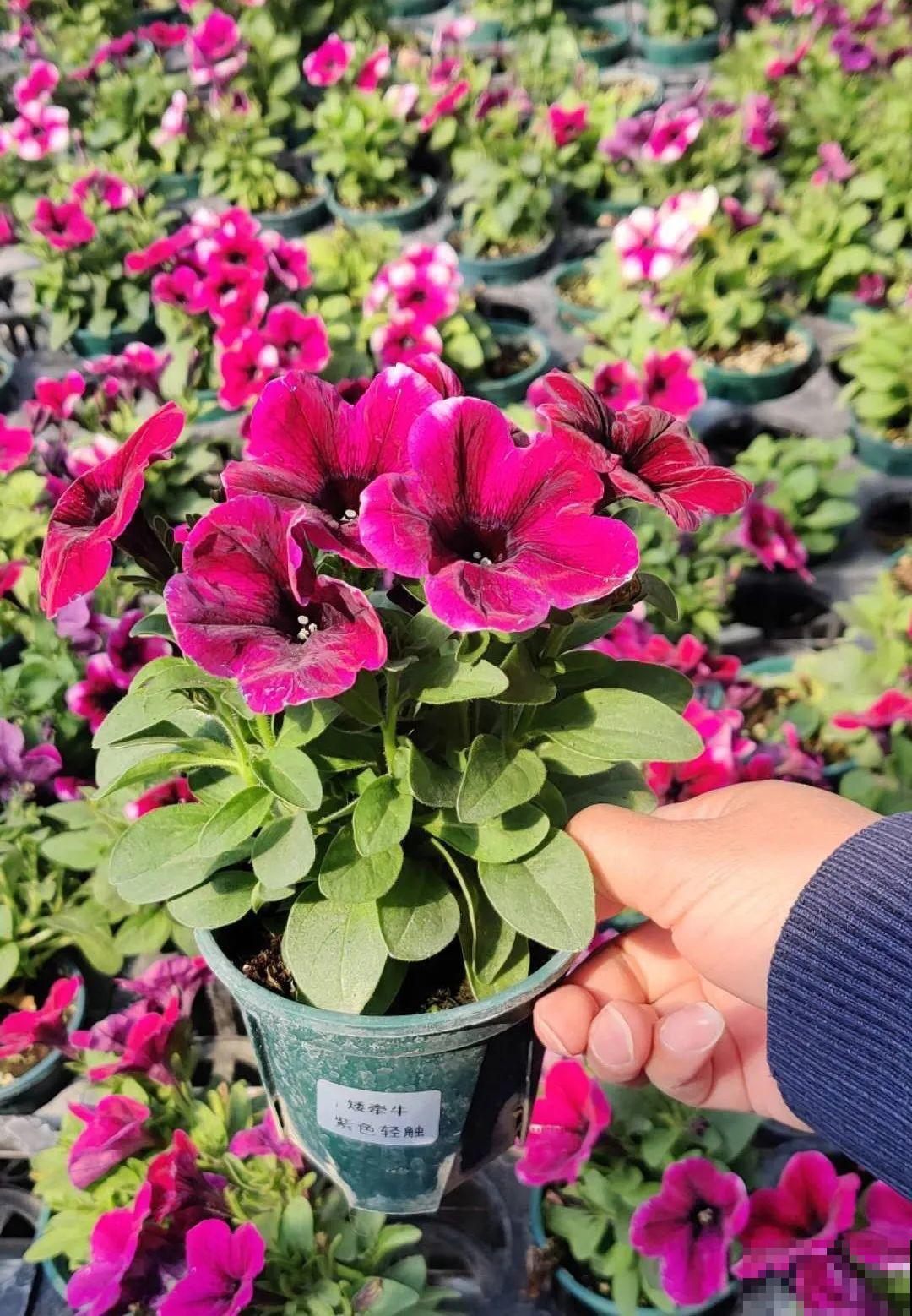 小阳台最适合养这花，一晒就开爆，花多得不见叶！