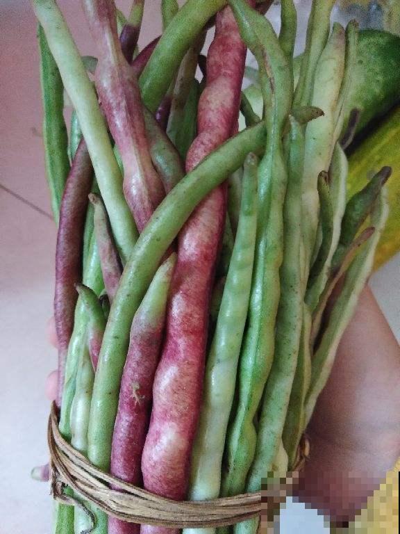 豆角又叫绿豇豆，现在养一棵能吃一年，几根就炒一盘好菜！