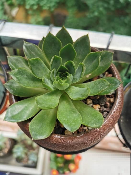 夏天多肉躺在花盆,需不需要担心?注意4点就可以 夏天多肉躺在花盆,需不需要担心?注意4点就可以