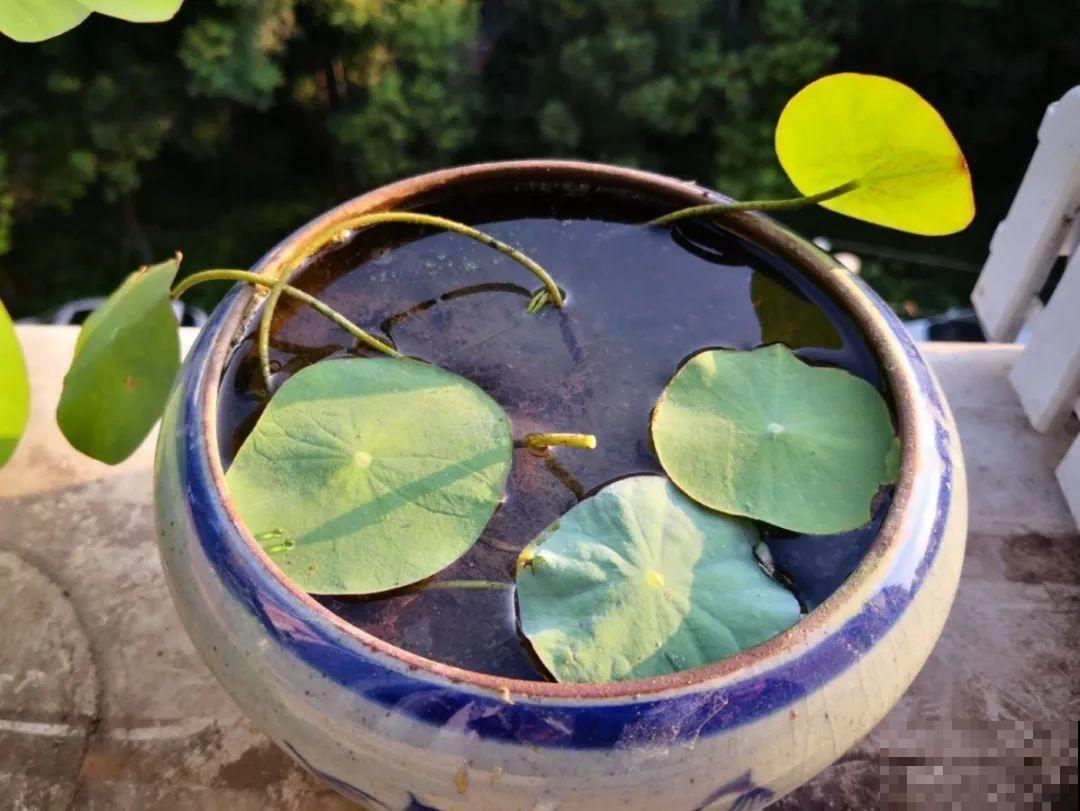 12种花，适合夹缝里养，不占地儿、开花最多！