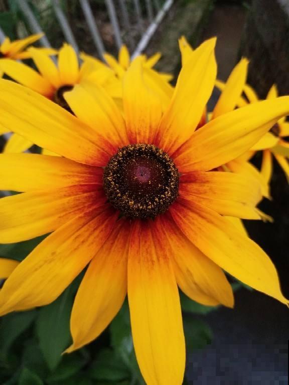 10种庭院花卉,种1次能活好多年,太超值了 10种庭院花卉,种1次能活好多年,太超值了