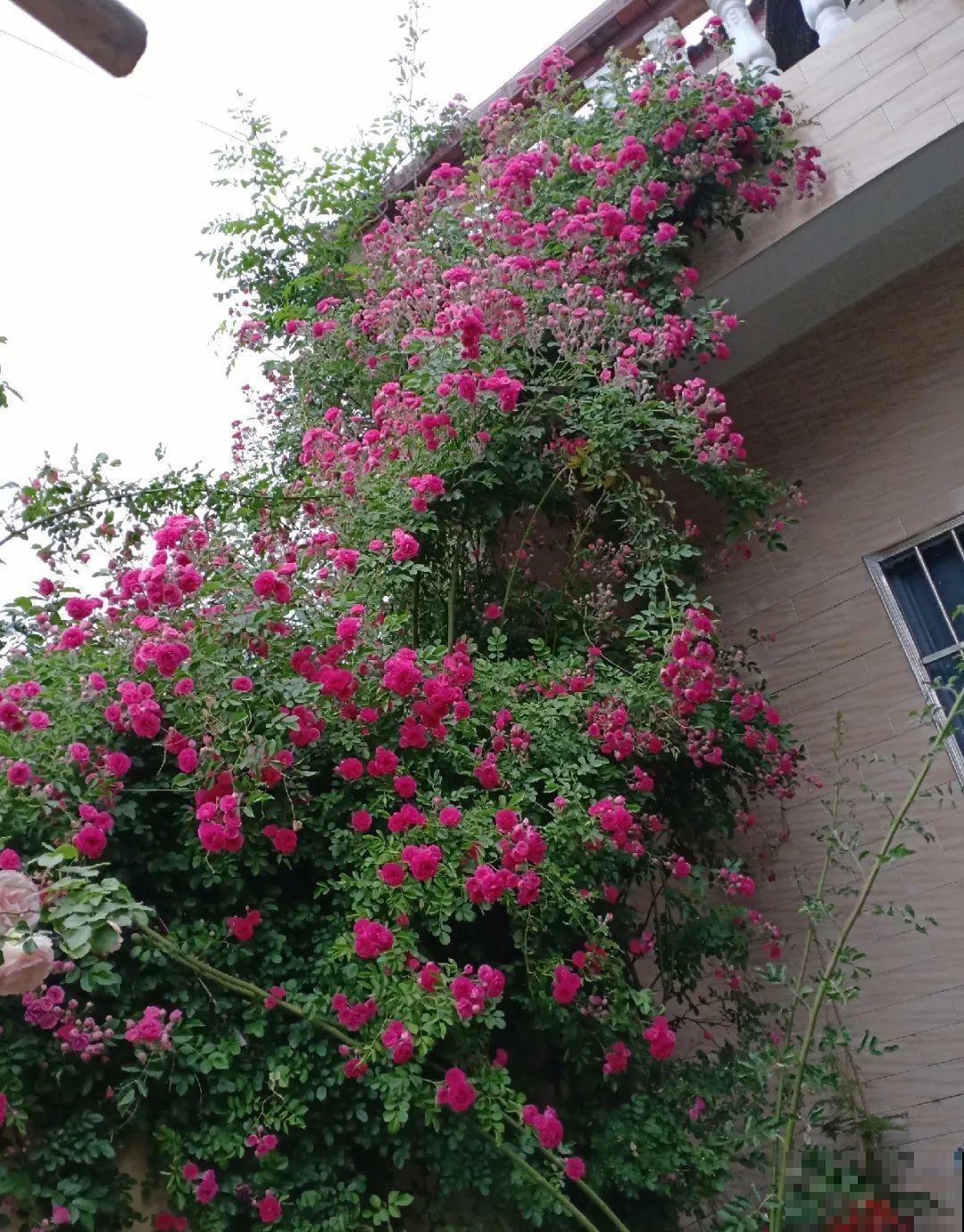 门口养棵大花树,风吹就开花,20年变成传家宝! 门口养棵大花树,风吹就开花,20年变成传家宝!