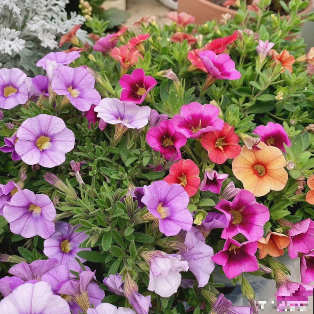12种花，适合夹缝里养，不占地儿、开花最多！