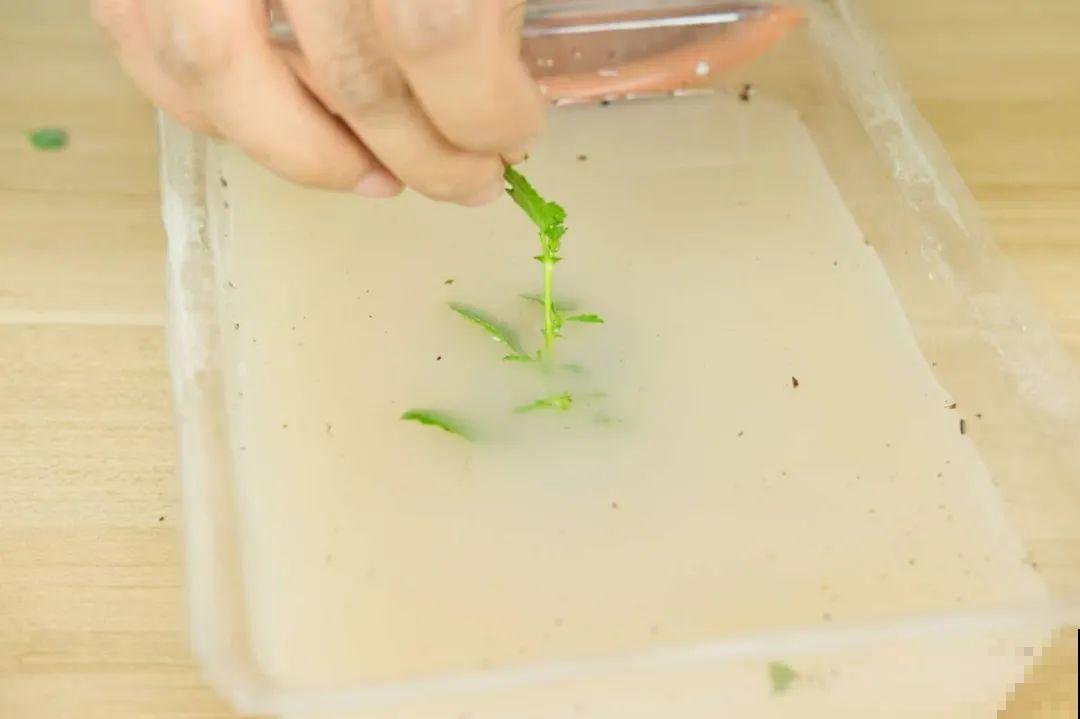 10种花，趁着天热赶紧扦插，成活率特别高