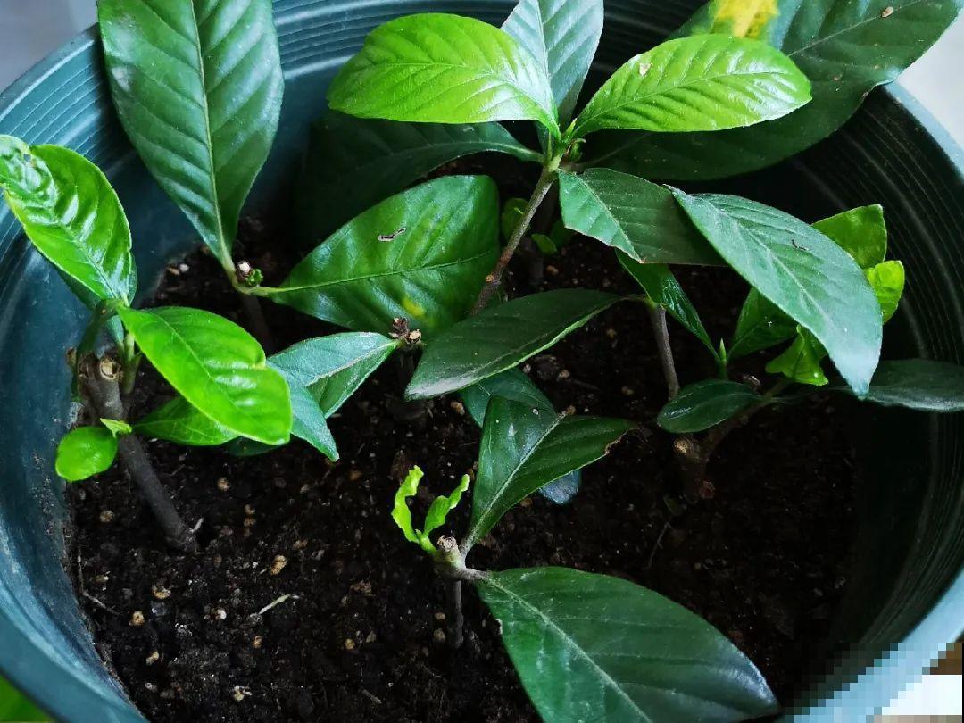 10种花,现在赶紧扦插,随便插土里就能活 10种花,现在赶紧扦插,随便插土里就能活
