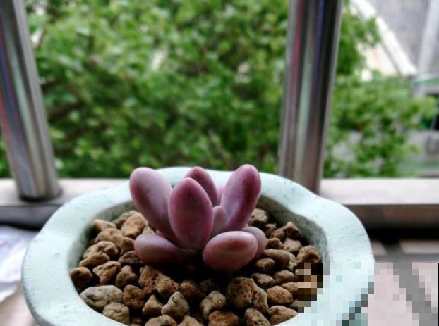 谁说北阳台不能养多肉？这些耐阴品种，照样长得美美的！