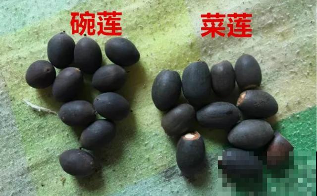 花骗子最爱卖的5种花，养花小白要记住，擦亮眼睛不上当