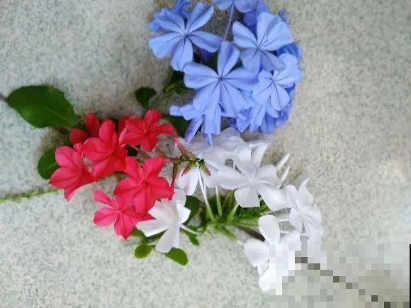 家里的花长出这种叶，千万保护好，特别值钱！