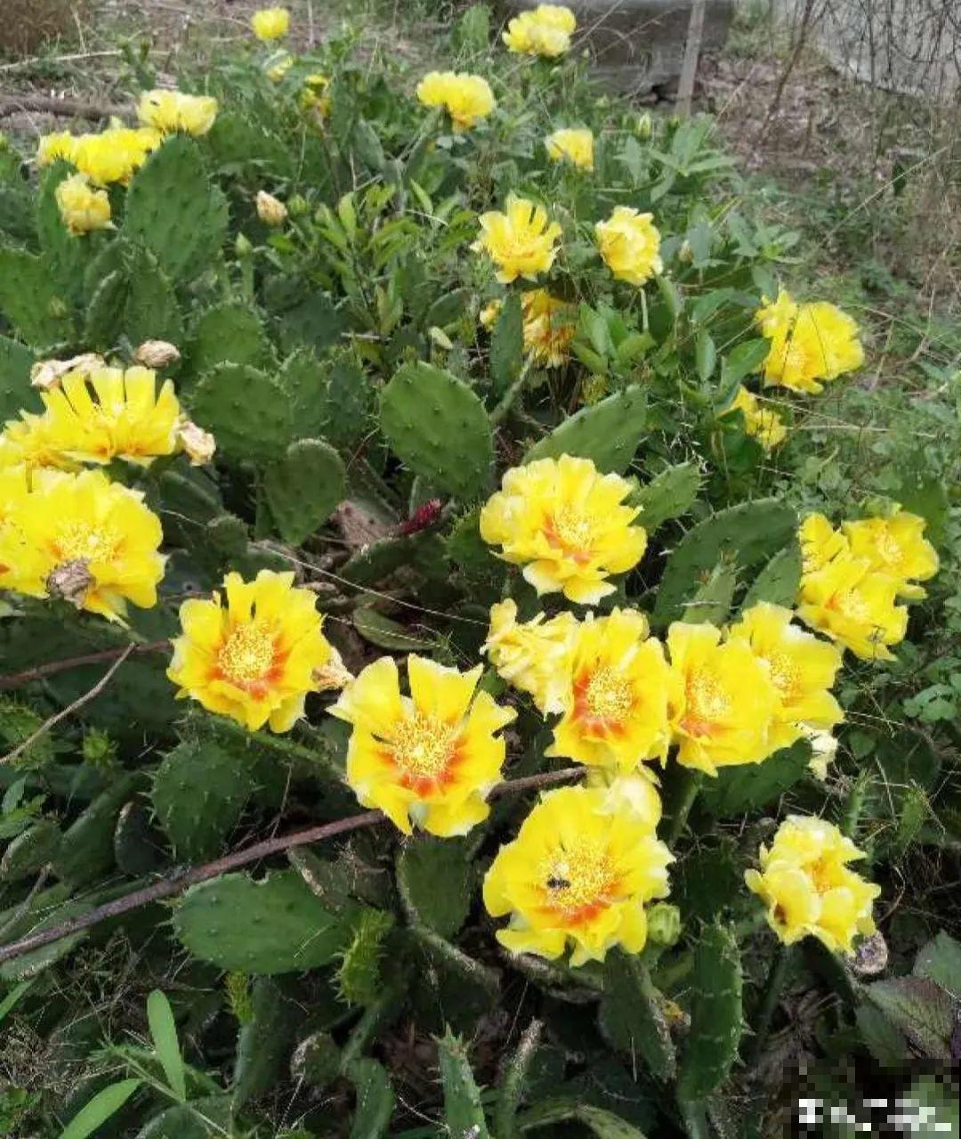 农村院子没人管的花，一长一大片，天热美翻了！