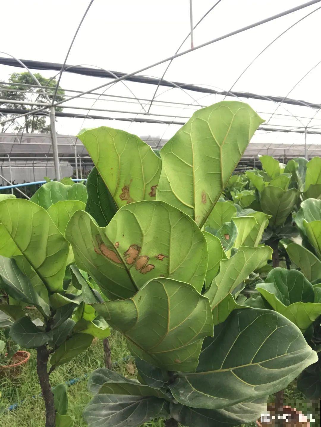 夏天到了，这10种花不能晒，否则干枯黄叶死翘翘