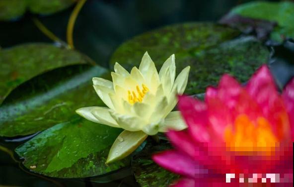 这花是佛教名花，出尘脱俗，见花保吉祥！