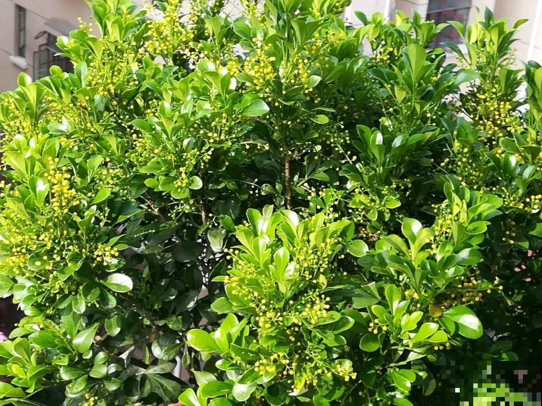 8种花，5月要赶紧修剪，剪完了还能窜新芽