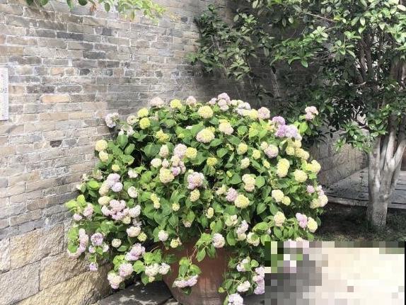 邻居在大水缸里种绣球，开花上百朵，每一朵都是大花球
