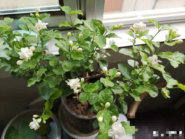 花出现黄叶打蔫，千万别扔，还能救回来！