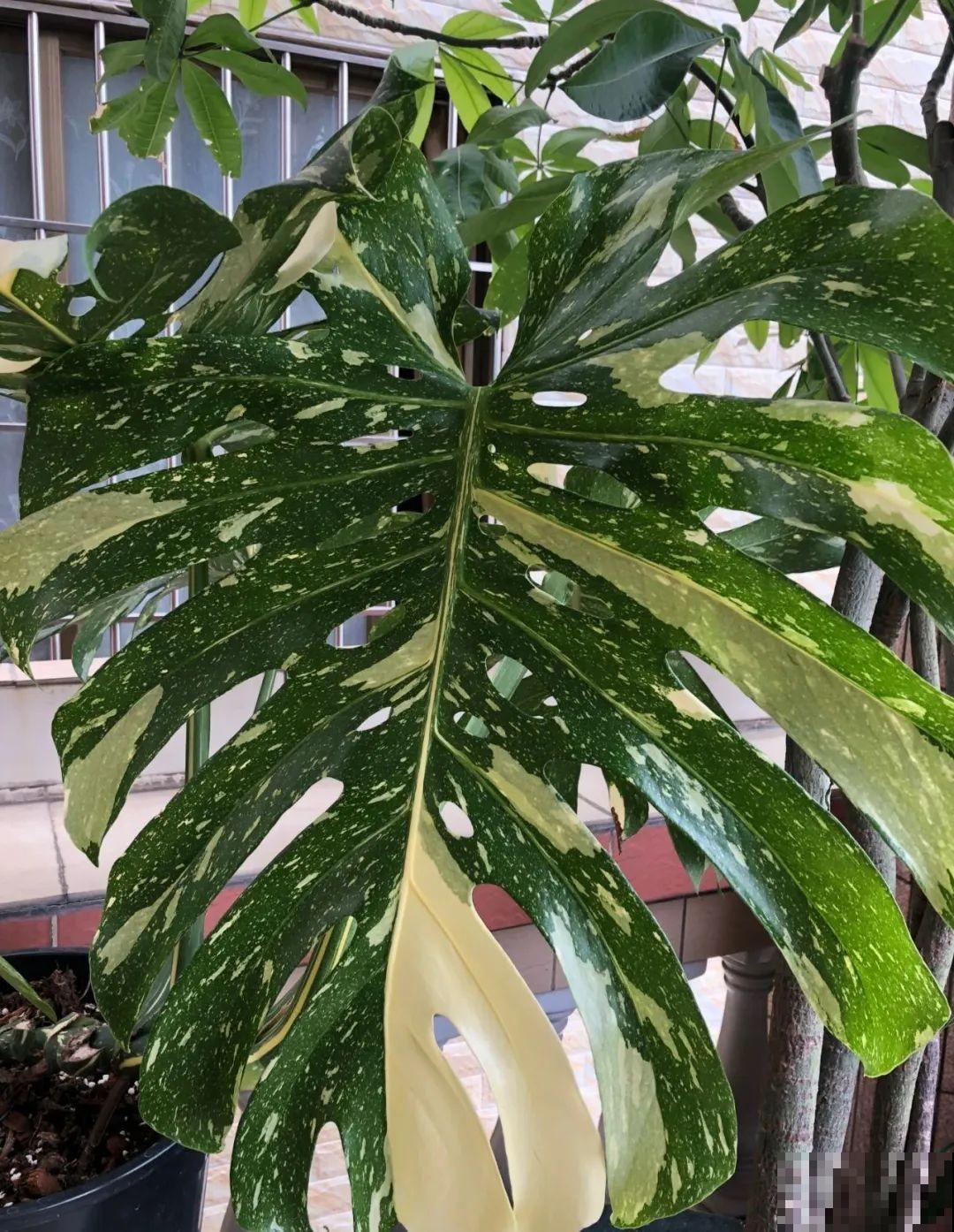 家里的花长出这种叶，千万保护好，特别值钱！