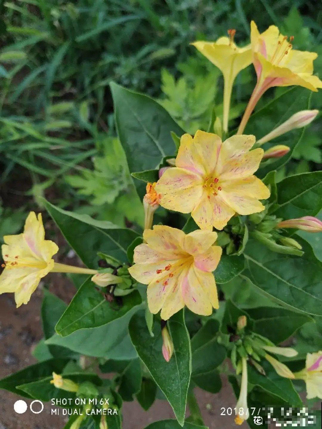 大门口养这几种花，开花就是一大片，邻居都跑来看！