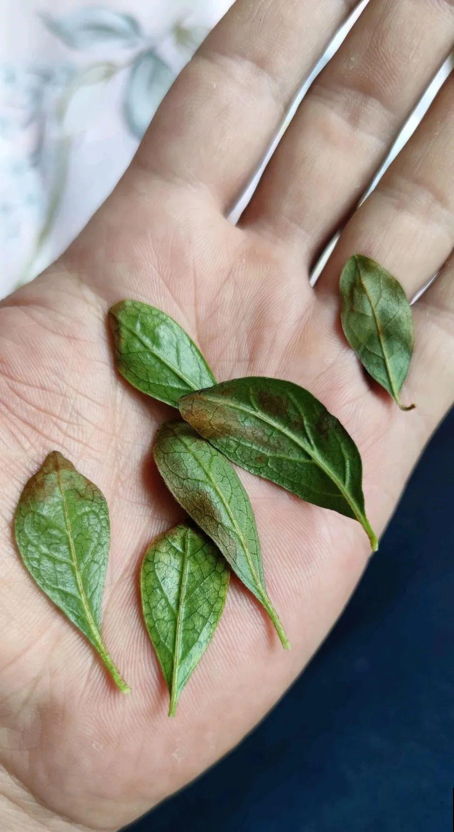 夏天花卉叶子哗哗掉,赶紧遮阴,不然掉成光杆司令 夏天花卉叶子哗哗掉,赶紧遮阴,不然掉成光杆司令