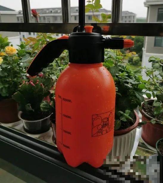 茉莉花后赶紧剪,剪完就开花,一直剪一直开! 茉莉花后赶紧剪,剪完就开花,一直剪一直开!