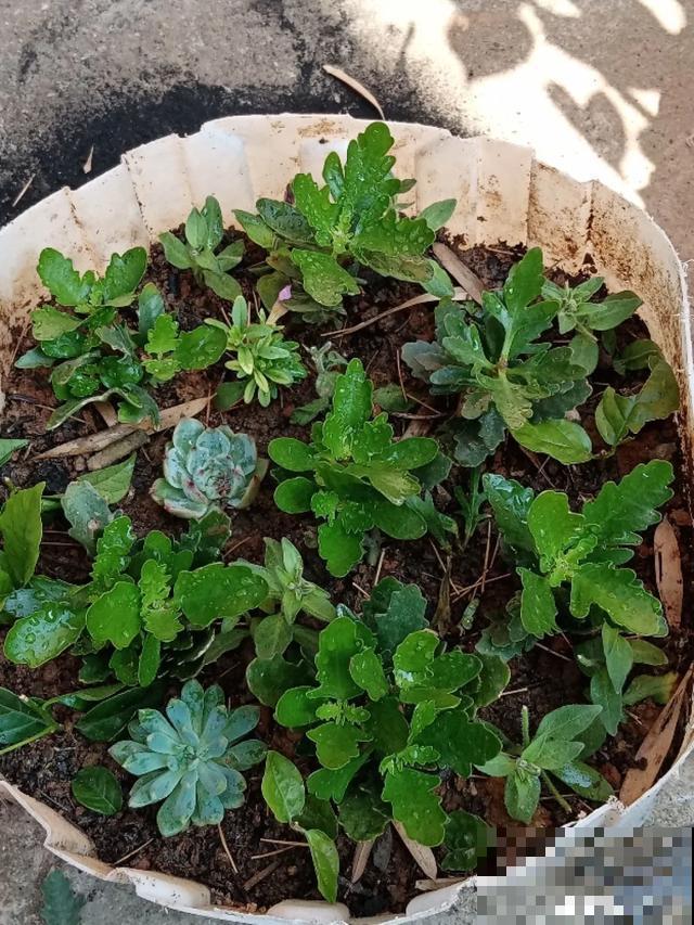 花长了“长胡须”,压土里一埋,10天就生根,特简单! 花长了“长胡须”,压土里一埋,10天就生根,特简单!