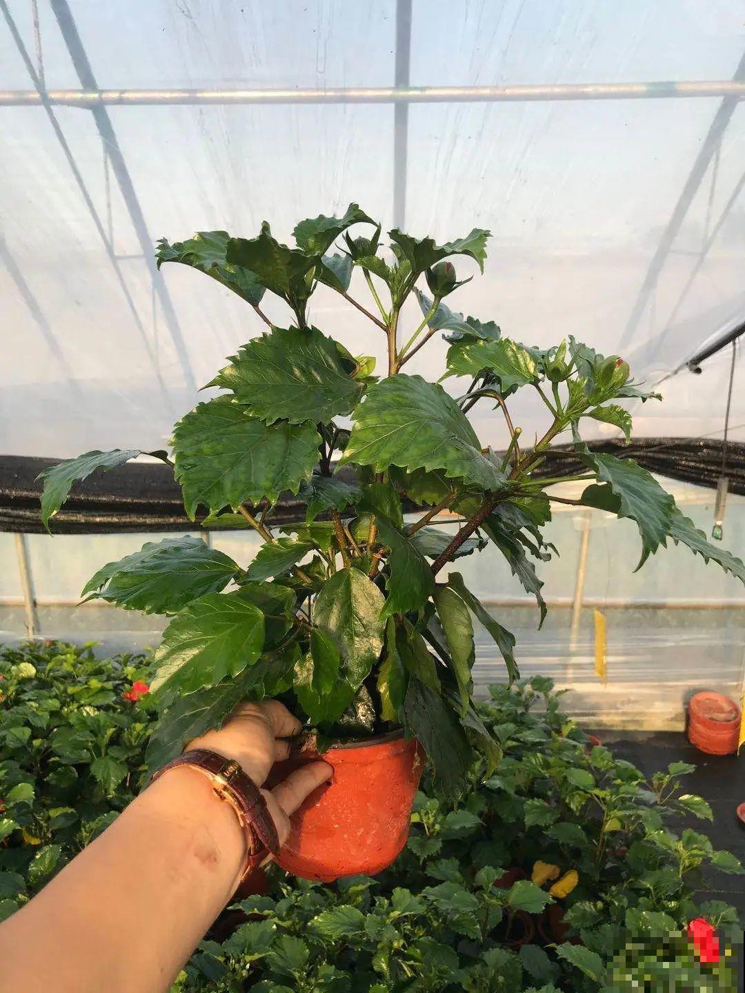 夏天养盆朱槿花,全年都开花,一朵花比脸还大 夏天养盆朱槿花,全年都开花,一朵花比脸还大
