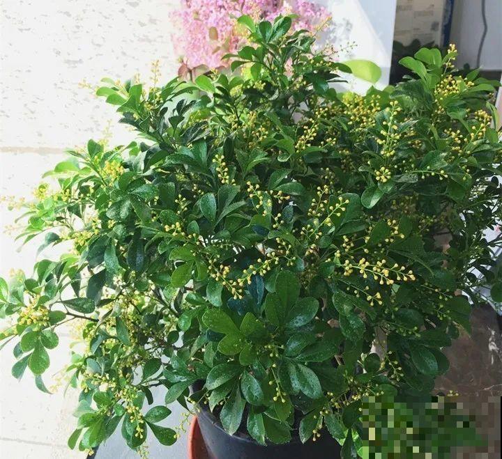 12种花,天越热越长得快,记得多浇水! 12种花,天越热越长得快,记得多浇水!