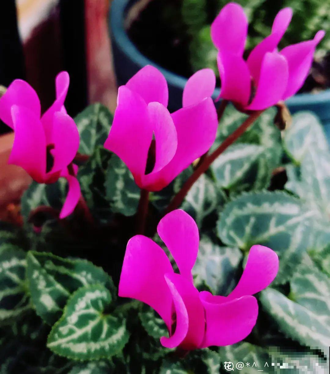 家里养这20种花,呼呼开花,花多得看不见叶 家里养这20种花,呼呼开花,花多得看不见叶