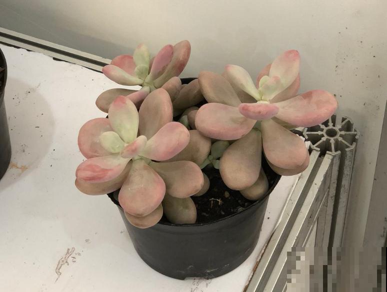 多肉半死不活不长个,可能是没有服盆,赶紧看看! 多肉半死不活不长个,可能是没有服盆,赶紧看看!