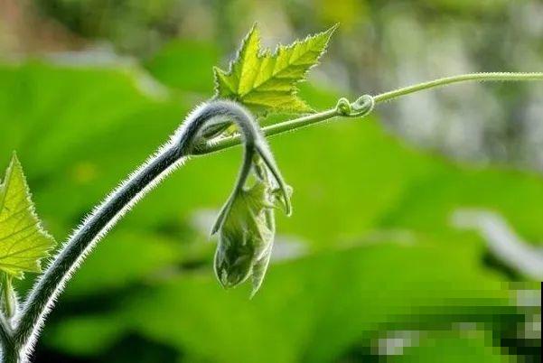 9种花可以预测天气，一开花就说明要下雨了！