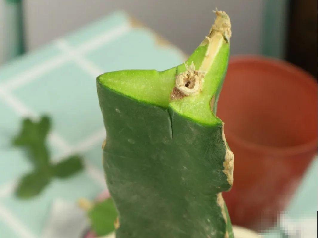 火龙果的叶子长得眼熟，仔细一看竟是蟹爪兰，还能接出甜果子！