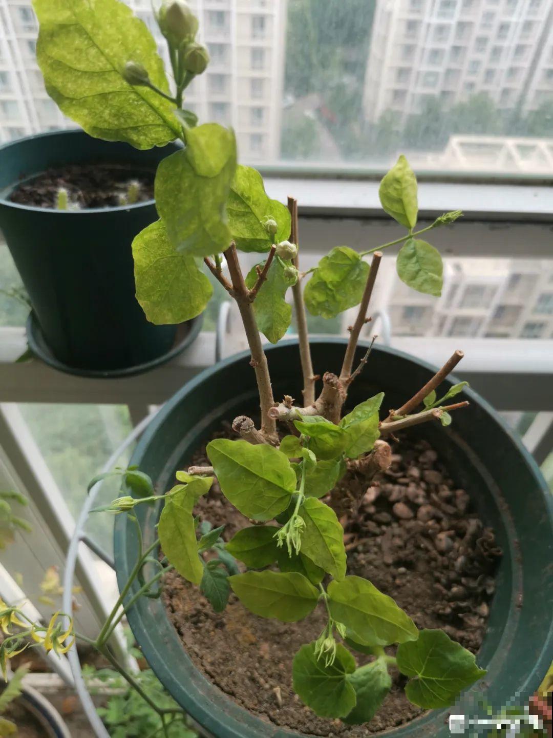 叶子唰啦全剪了，竟然冒出满盆花苞，神奇！