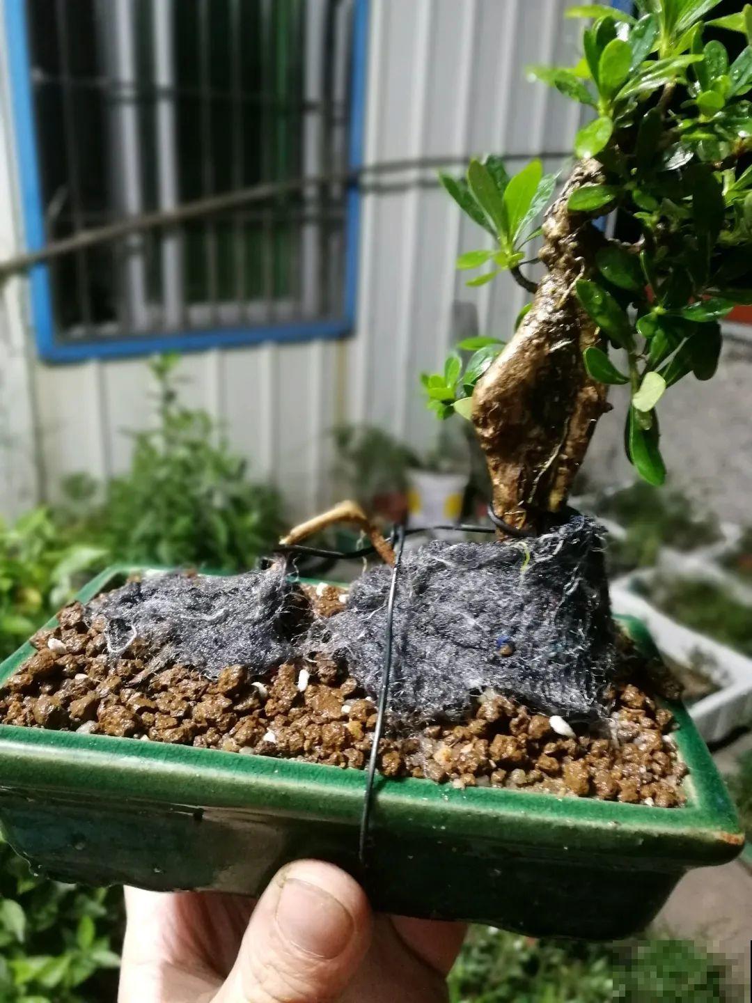 吊兰就用小盆养，根系拽一拽，立马变老桩！