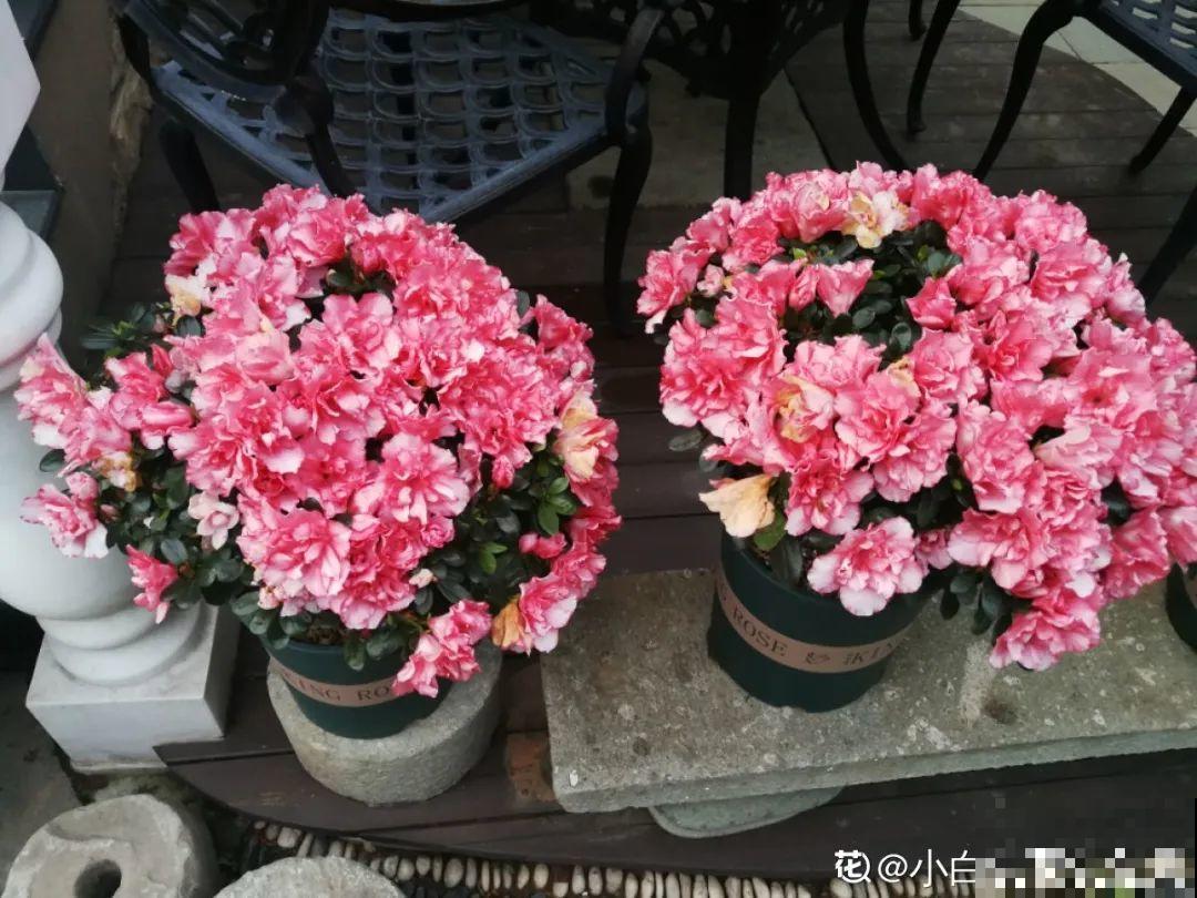 夏天到了，这10种花不能晒，否则干枯黄叶死翘翘