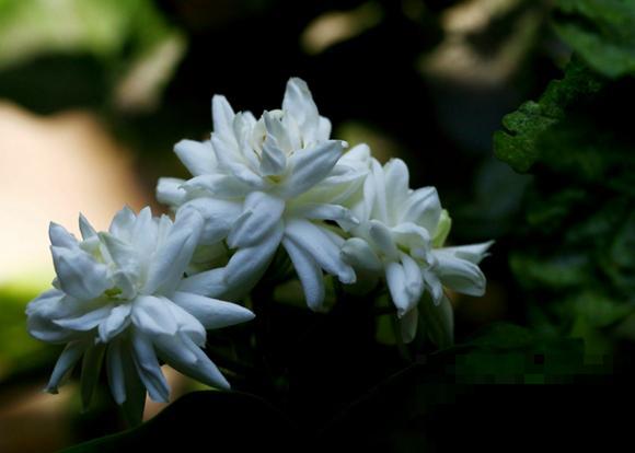 清香好闻的茉莉花,原来有这么多品种,长见识了! 清香好闻的茉莉花,原来有这么多品种,长见识了!