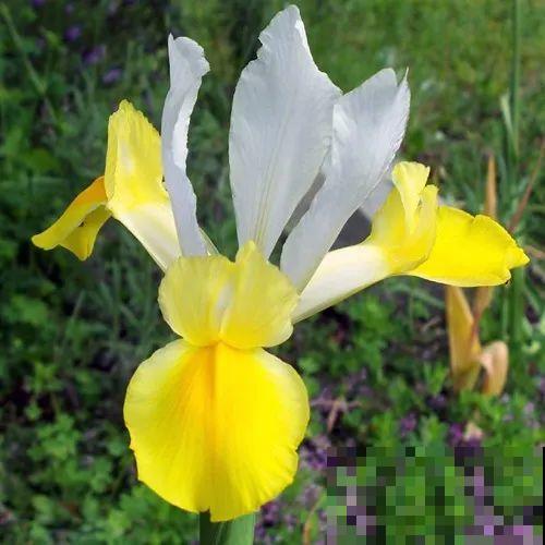 3块钱一颗的花，丢土里开花一大片，大冬天也能养！