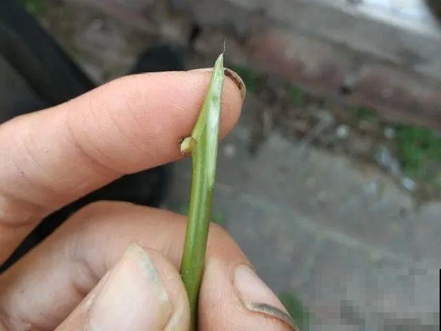 7月出梅，7月入伏，这些花赶紧收拾了！