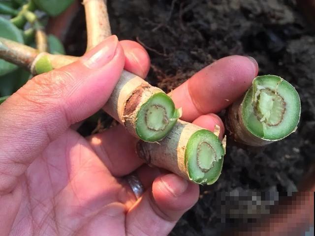 夏天潮湿闷热，一不小心花就烂根，看准时机砍掉，照样长出新叶子