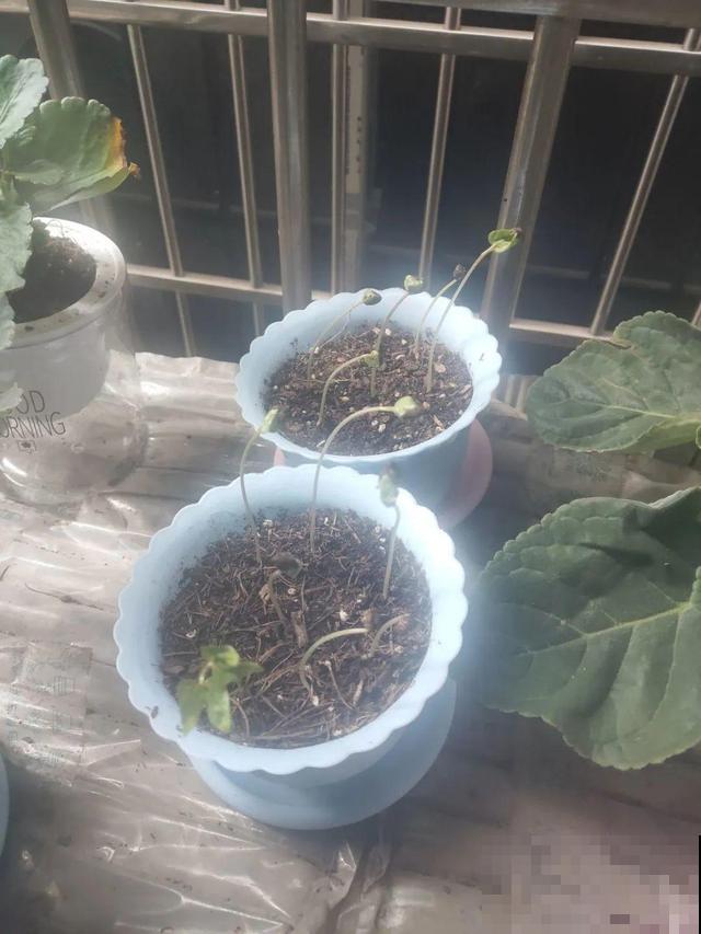 长势超快的9种花,5天爆盆,7天开花,超有成就感! 长势超快的9种花,5天爆盆,7天开花,超有成就感!
