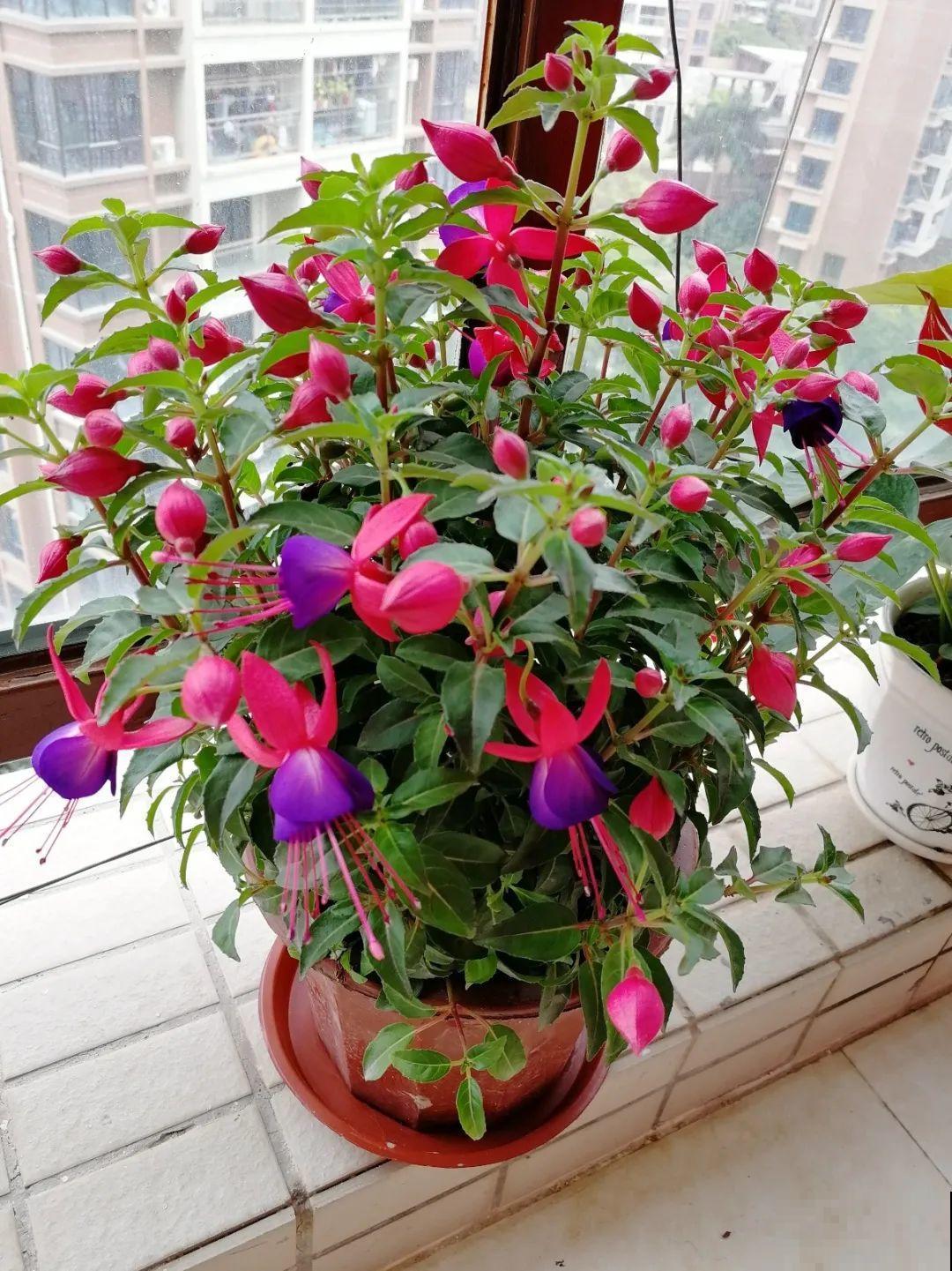 8种花，5月要赶紧修剪，剪完了还能窜新芽