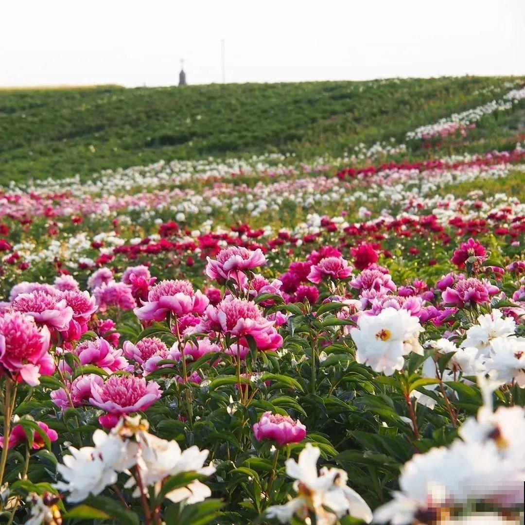 老外培育的芍药花，花苞比鸡蛋大，一朵能开一个月！