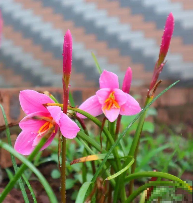 9种花可以预测天气，一开花就说明要下雨了！
