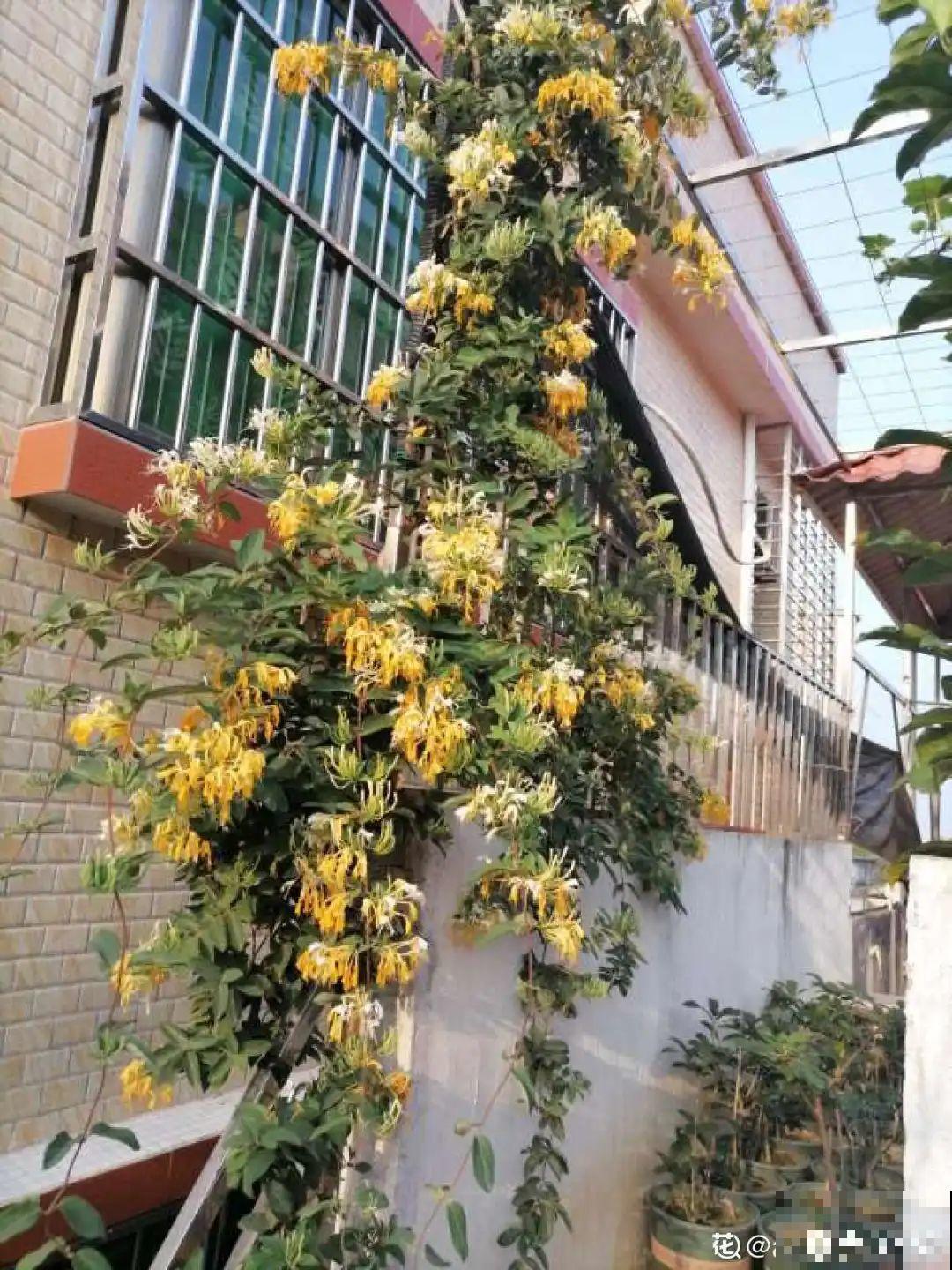 路边养6种花,香味能传3里地,香掉你的鼻子! 路边养6种花,香味能传3里地,香掉你的鼻子!