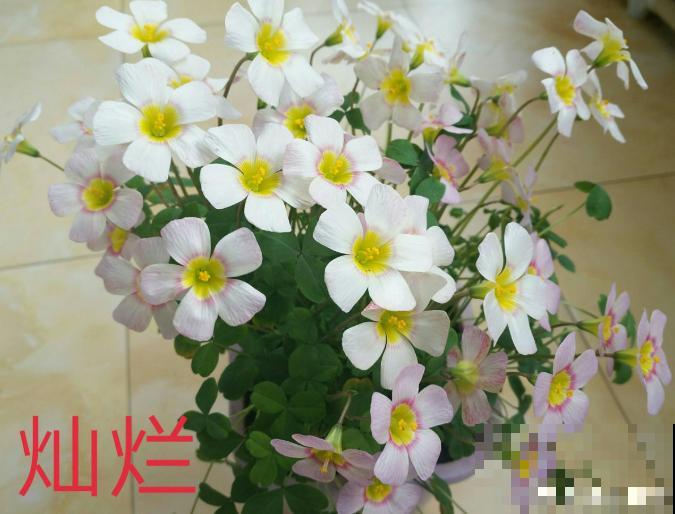 最容易徒长的花,枝上缠几根铁丝,一开花就美爆了! 最容易徒长的花,枝上缠几根铁丝,一开花就美爆了!