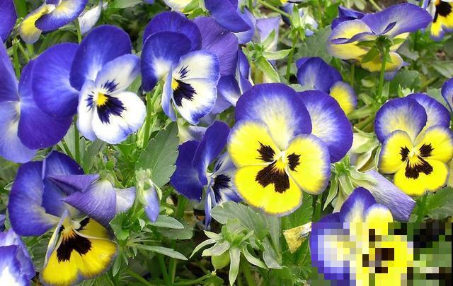 30首与花有关的老歌，满满的回忆，每一首都很经典！