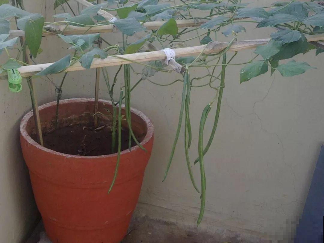 豆角又叫绿豇豆，现在养一棵能吃一年，几根就炒一盘好菜！