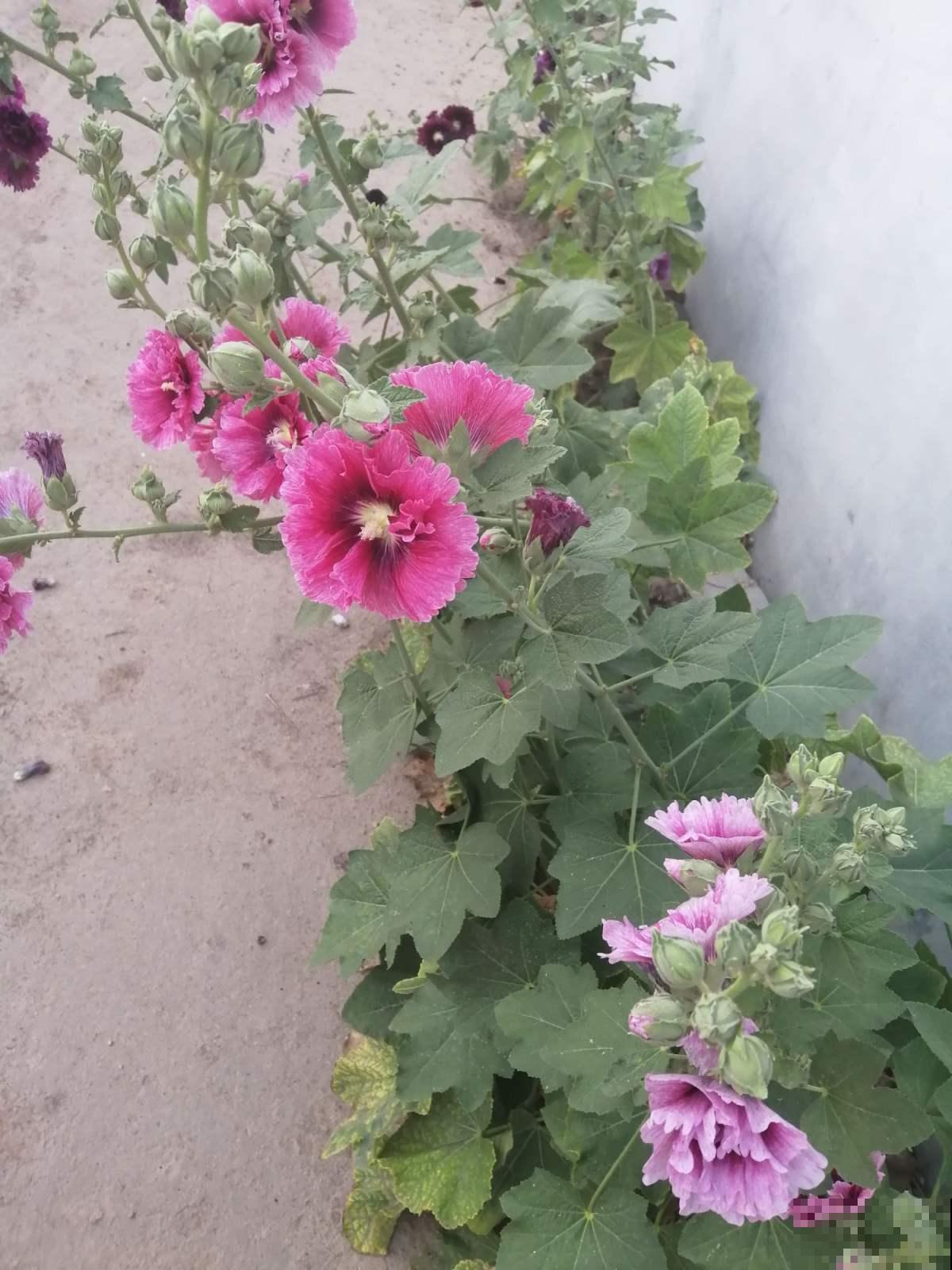 蜀葵就是锦葵吗？两种花差别很大，种错了都怪你自己！