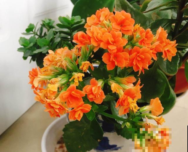 花市常见的7种花，买回家总是养不活，就是因为不会浇水！