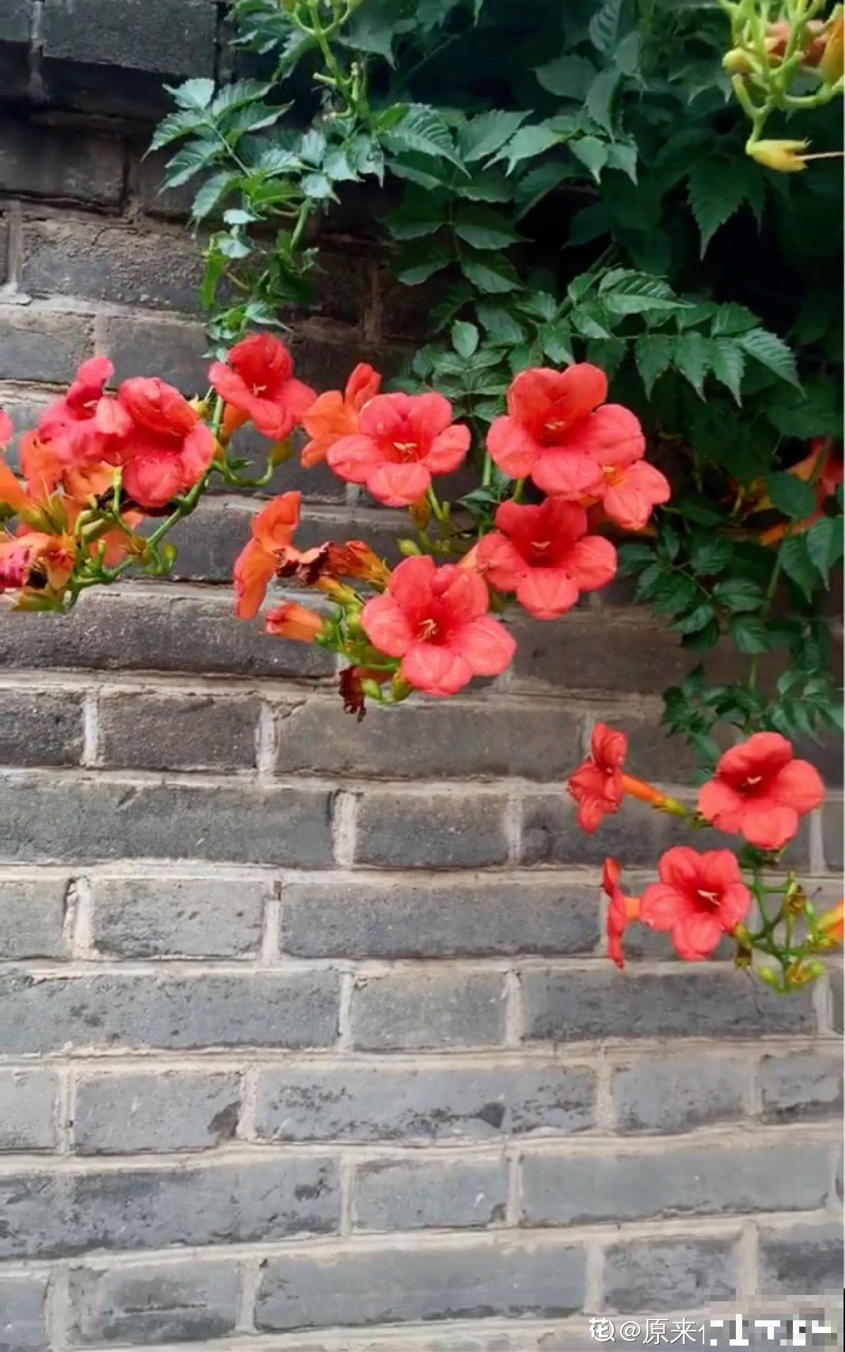 最美的路边花，沾土爬满墙，越热开得越多！